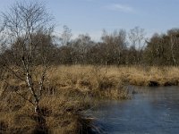 NL, Limburg, Nederweert, Groote Peel 16, Saxifraga-Marijke Verhagen